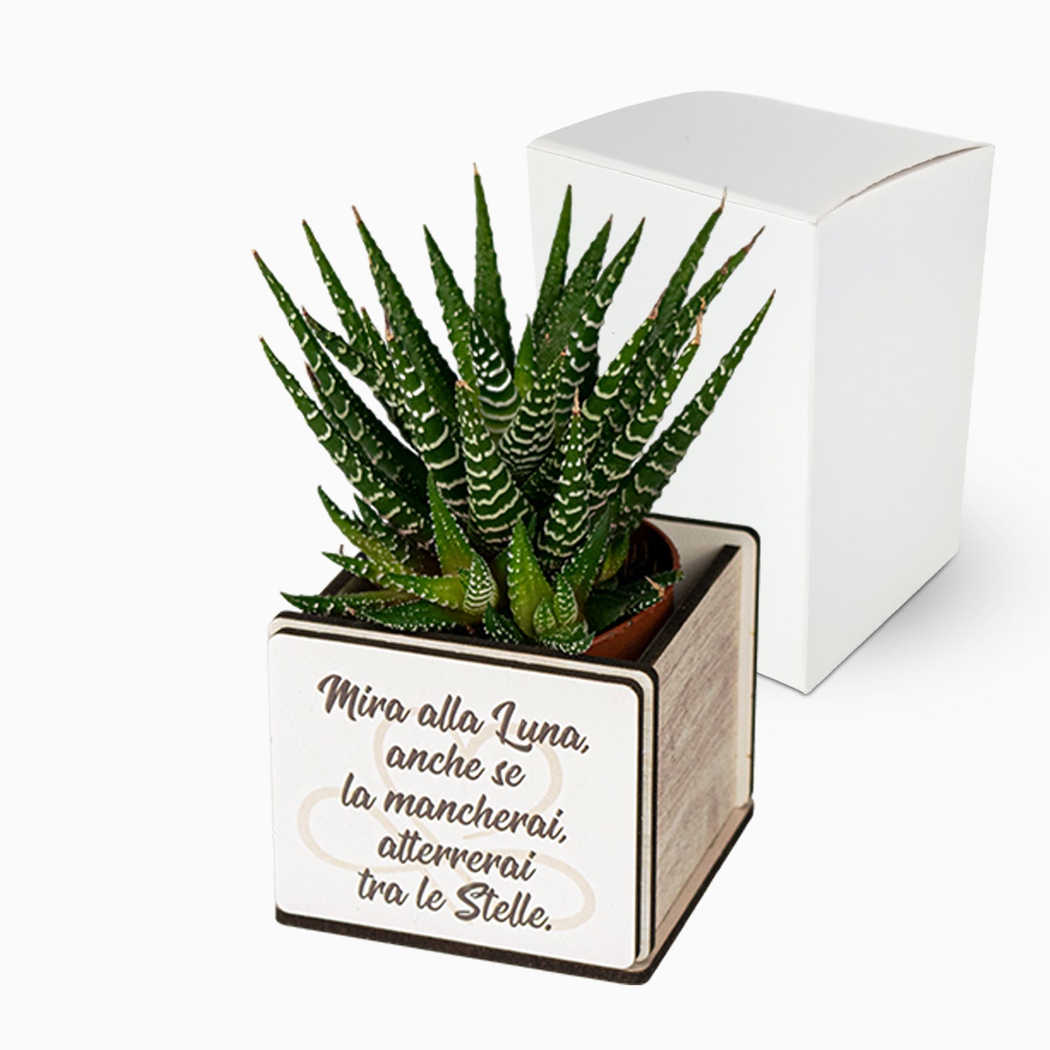 Bomboniera Pianta Grassa Con Vasetto Frase e Scatola